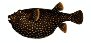 fish-with-spots